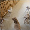 엄마 잘 다녀와 | 일산애견유치원과 훈련까지! "엄마 잘다녀와" 후기