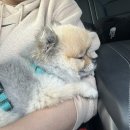 포레그스 | 은평구 반려동물 수제간식 프리미엄 용품점 포레그스 방문 후기 (강아지 케이크 판매 중)