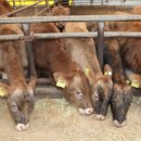 반디한우농장 이미지