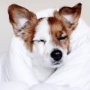 어서오시개 이미지