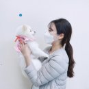 맘댕미 | 예민한 아이도 편하게 미용받을 수 있는 덕천애견미용 맘댕미 후기 (가위컷/스파)