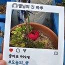잎새토퍼 네이버블로그