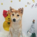 설 grooming 이미지