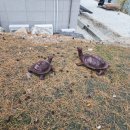 한라봉산