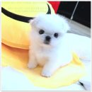 강아지분양 더펫 | 전주에서 찾은 나만의 반려동물, 펫365 강아지분양 고양이분양 후기!