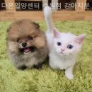 다온 입양센터 수원점 강아지분양 고양이분양 | 다온입양센터 수원점 강아지분양 고양이분양 건강한 강아지 분양으로 안심했던 이유