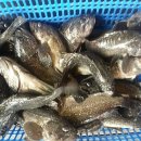 훼미리호 좌대낚시터 이미지