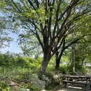 봉산암반수송어회 이미지