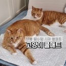 여름철 고양이 필수품 시온 강아지 쿨매트 사용 후기