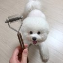 그루밍, 모아 | 털갈이 시즌 필수템! 반려동물 빗 마스알코소 코트킹 리얼 후기