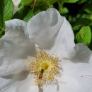 도풀이네 | 애련설 원문과 원문풀이