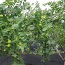 외성농장 이미지