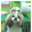 라미펫살롱 이미지