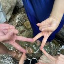 푸른숲계곡산방 | [가평여행] 푸른숲계곡산방 펜션 : 꽃잎방 후기 (+화악산 계곡, 바베큐)