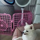 댕블리 이미지