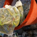 단호박.청호박.삭힌고추등등 이미지