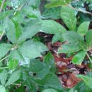 월정방풍림 이미지