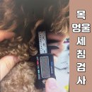 강아지 목에 멍울이 만져진다면? 세침검사 받은 후기와 검사 결과까지