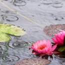 양평수목 이미지