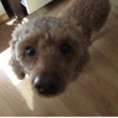 제이씨스 이미지