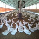 교포농장 이미지