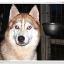 성주허스키켄넬 이미지