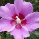 모스탄대사 이미지