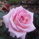 작품5(솟대) 이미지