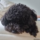 만두네 애견미용실 | 도봉구 창동 애견 미용실 추천 '만두네 애견미용실' 후기