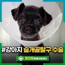 신전기 - 구로구 오류로8길 50 | 인천 강아지 슬개골탈구 수술 4기 극복 치료 후기