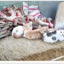 어미들 농장 이미지