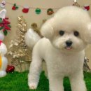 개르띠에 이미지