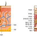 스킨바더안