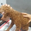 파파동물병원 이미지