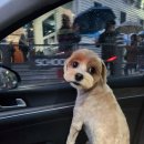 송댕송댕 이미지