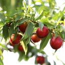 경산농장 이미지