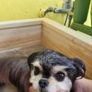 댕냥테라피 이미지