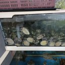 서산촌닭 이미지