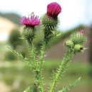 임실농장 이미지