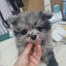 똥깡아지애견샵