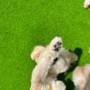 하이,포포 이미지