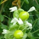 숨비기낭 이미지