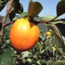 황재농장 이미지