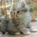 와이즈24시 동물병원 이미지