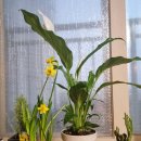 하나로 플라워 수족관 이미지