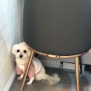 365동판교동물병원 네이버블로그