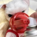 이리산소 이미지