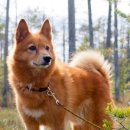 도그니엘 이미지