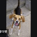 투개더 펫 네이버블로그