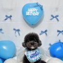 맛있개신나개 이미지